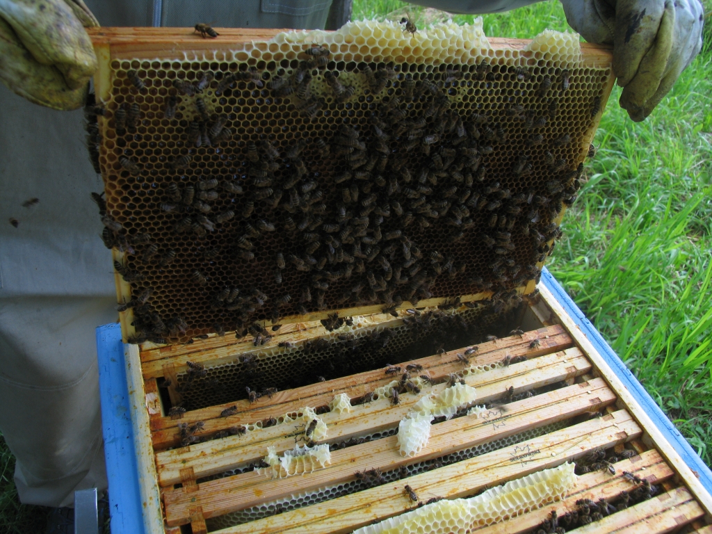 Pszczoły na ramce